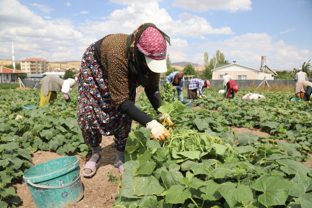 Önce hasadında sonra turşu yapımında çalışıyorlar: Tam 3 ay boyunca sürüyor 2